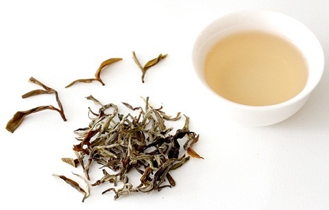phân biệt bạch trà theo cách chế biến